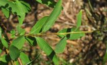 Spiraea x vanhouttei - Leaf insertion - Click to enlarge!